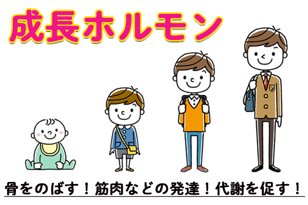 成長ホルモン